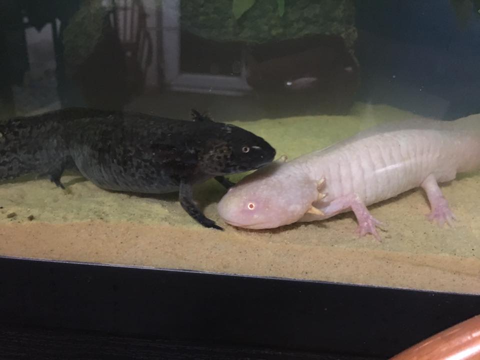 axolotls