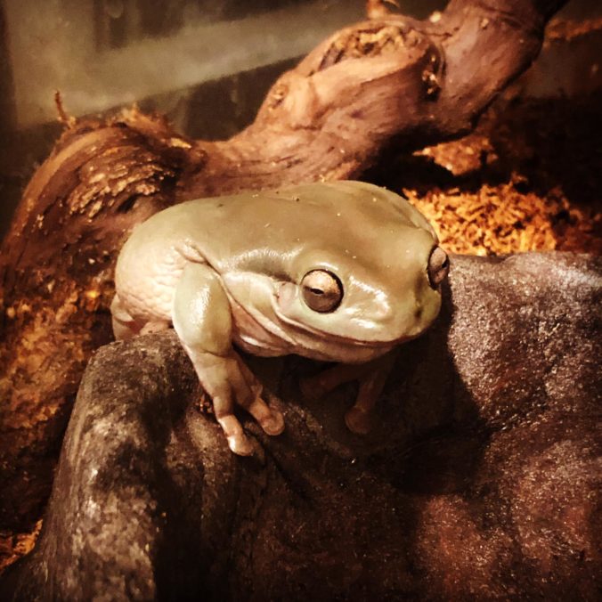 How To Set Up A White's Tree Frog Tank