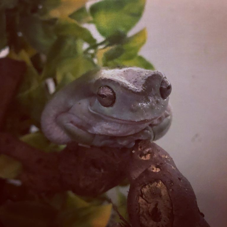 How To Set Up A White's Tree Frog Tank