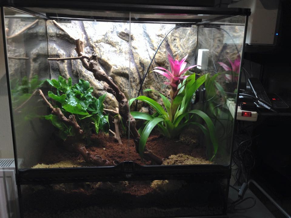 Joshs Frogs Substrate Tree Frog Terrarium Creating The Perfect Habitat 