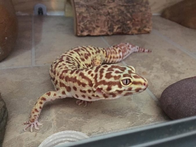 Things You Need To Know Before Owning A Leopard Gecko - Care For Beginners