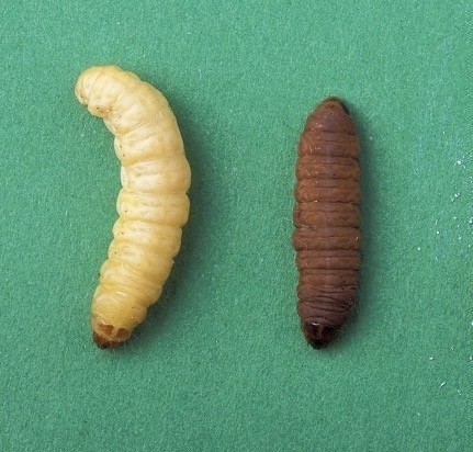 Waxworm Care Sheet