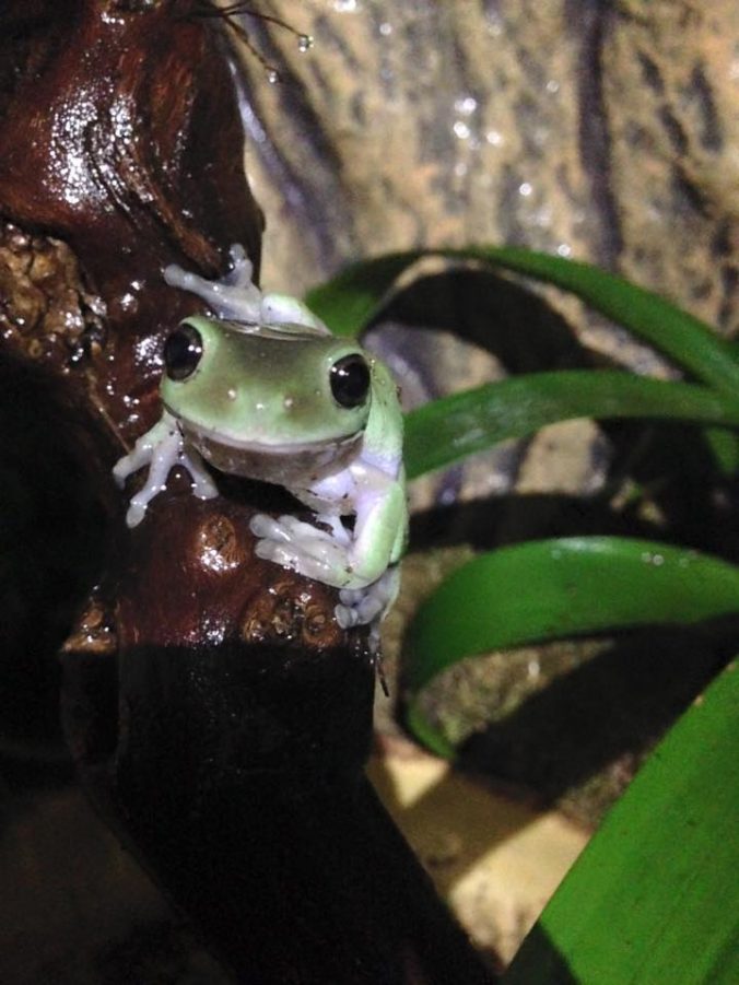 10 Things You Should Know Before Getting White's Tree Frogs