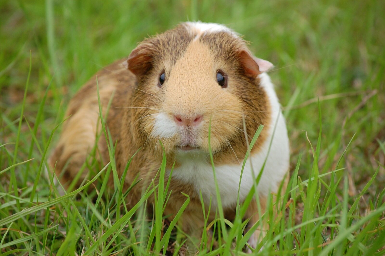 What Are The Best Toys For Guinea Pigs?