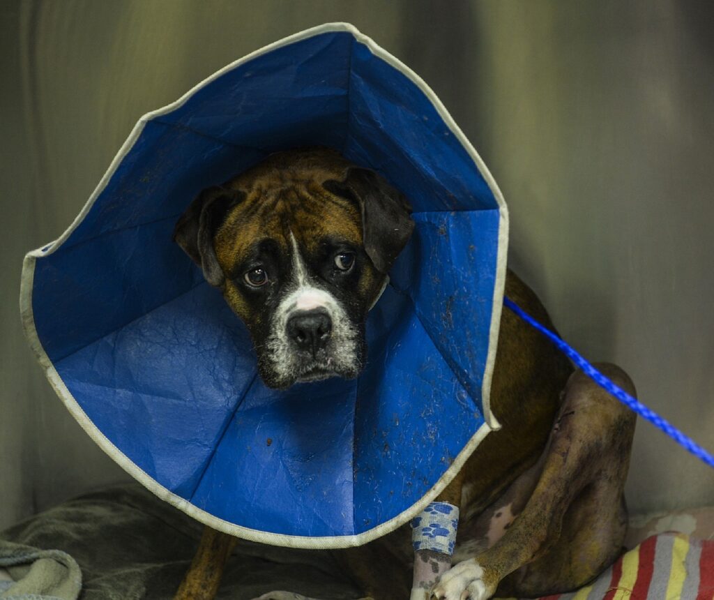 Image shows a dog wearing a comfy cone after a procedure. Dog has a bandage on it's leg. 