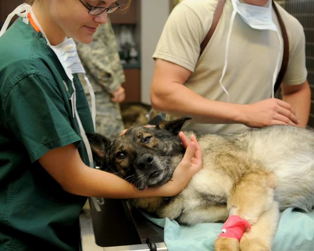 Image shows a Veterinary nurse caring for a dog after neutering