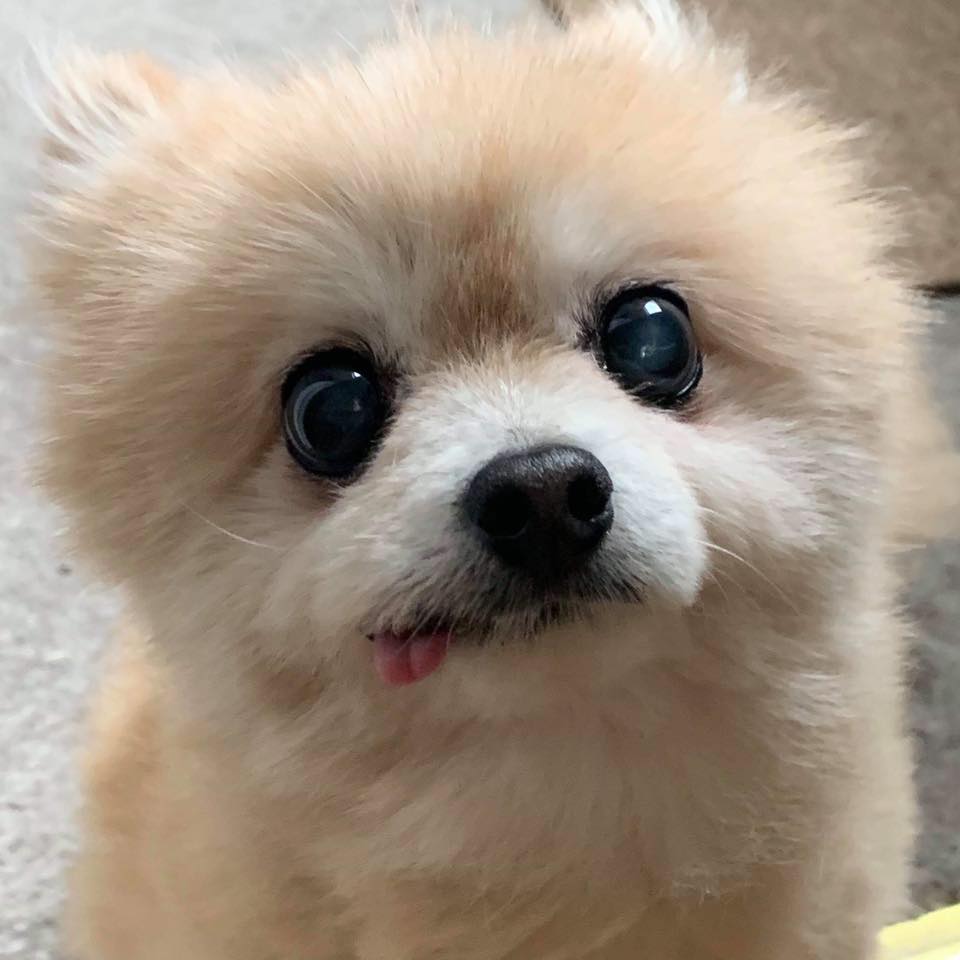 Pomeranian kong hot sale