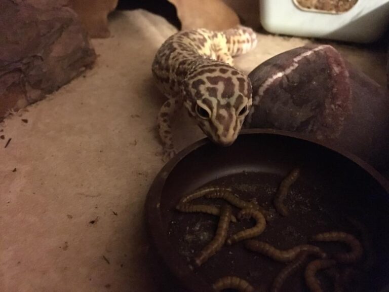 Things You Need To Know Before Owning A Leopard Gecko - Care For Beginners