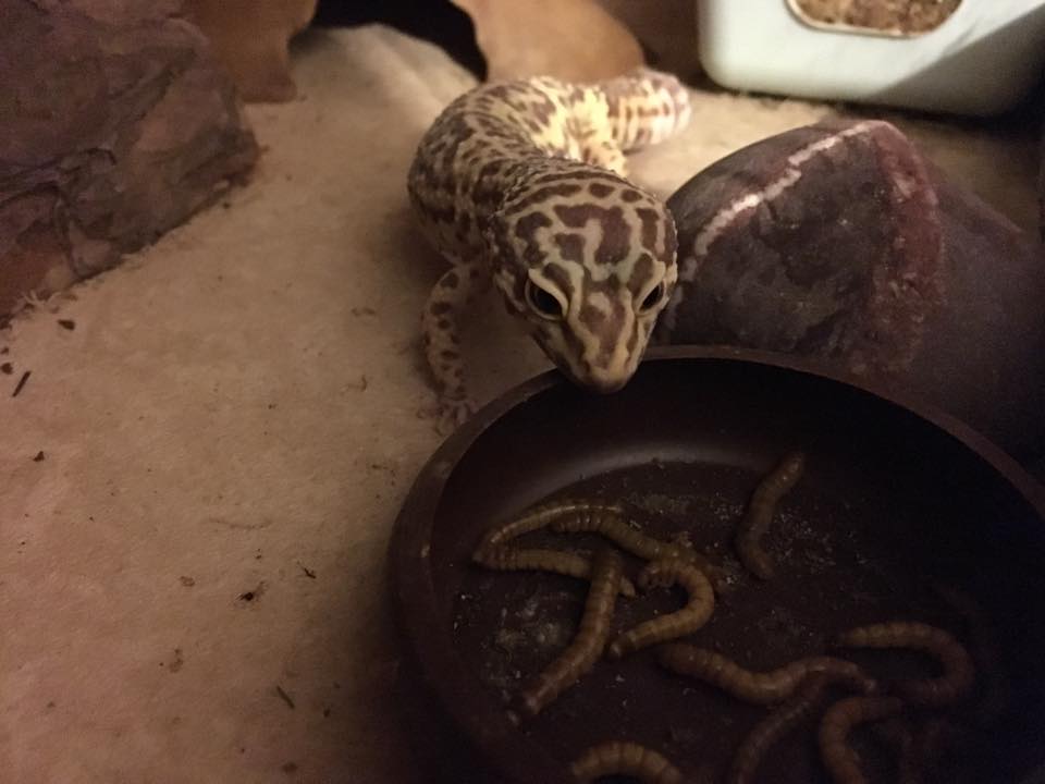 leopard gecko care for beginners