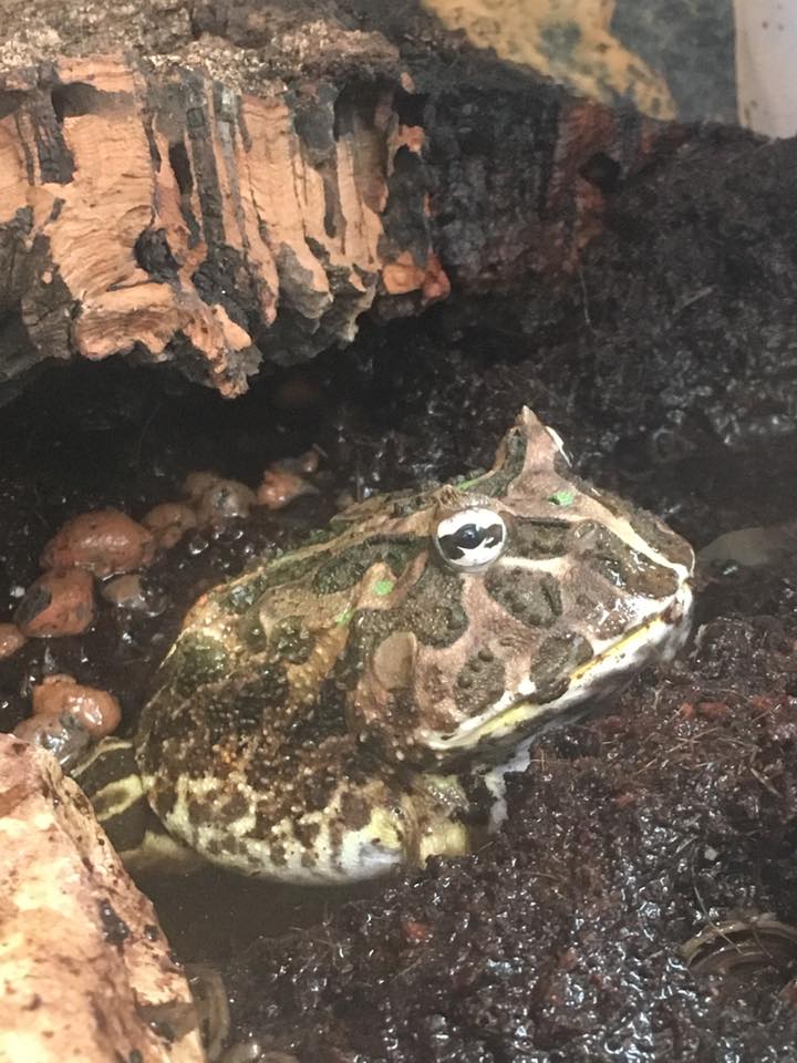 Pacman Frog care
Pacman frog tank setup