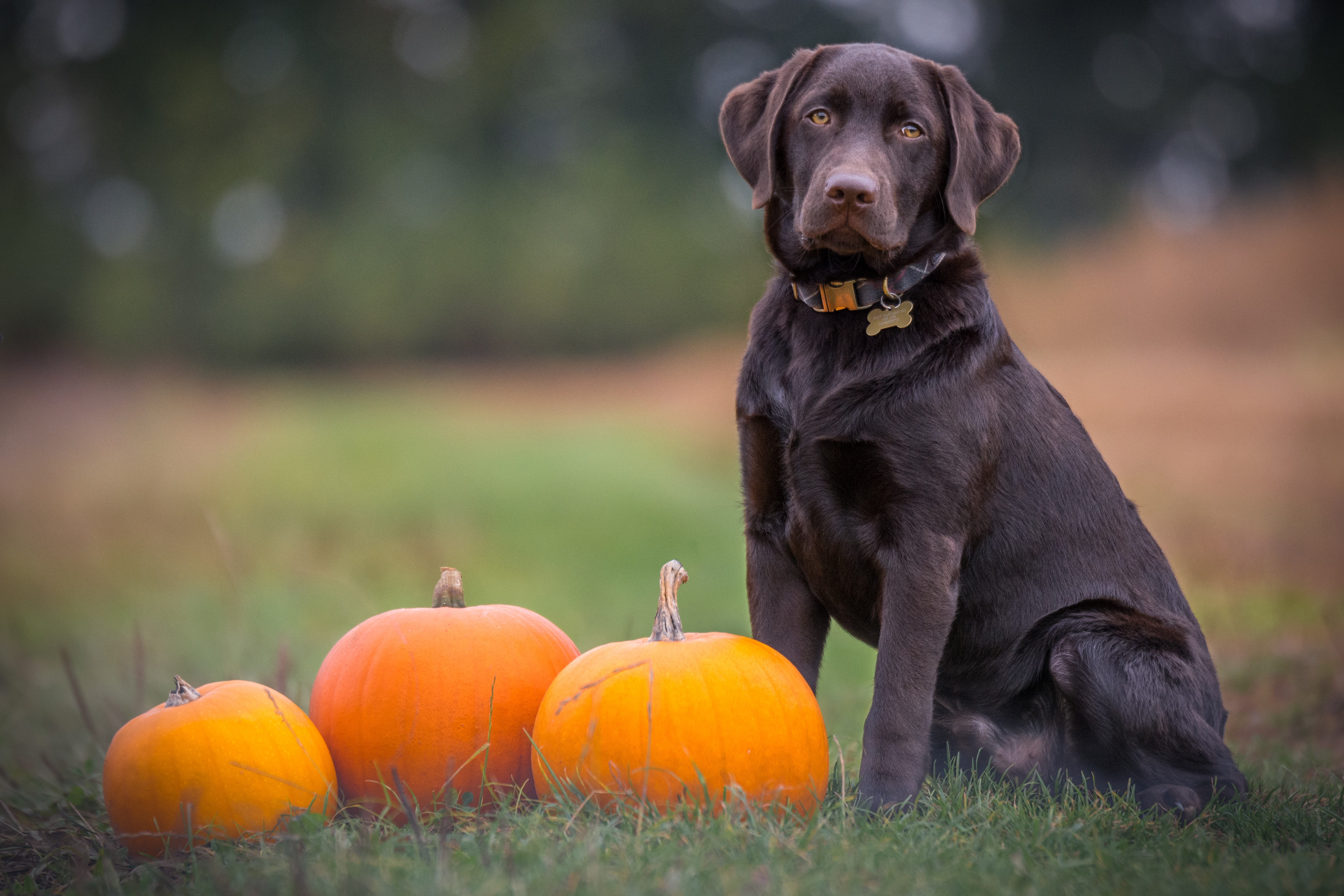 pet safety tips for halloween