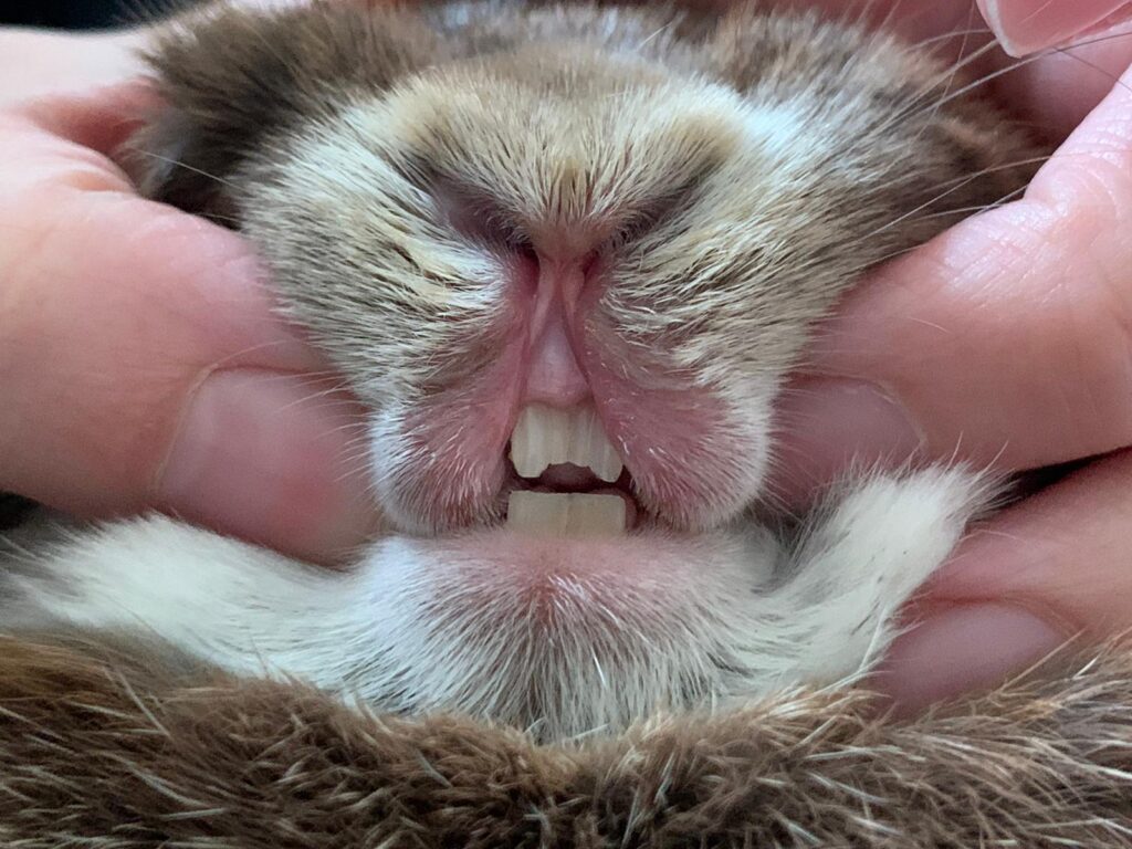 Image shows a rabbits mouth beign held opened and the teeth growing unevenly 